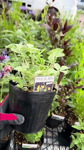 【宿根草】大鉢企画発送スタート‼︎5月からも大忙し😆宿根草300品種以上を取り扱う日本一の生産農場【カーメン君】【宿根草】【球根】【大鉢】