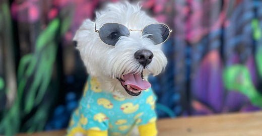 20 Great Dog-Friendly Restaurants and Bars in Chicago