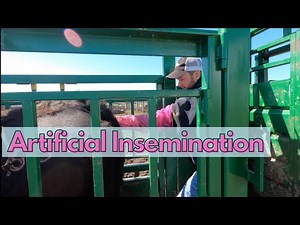 SPRING 2020 ARITIFICALLY INSEMINATING COWS