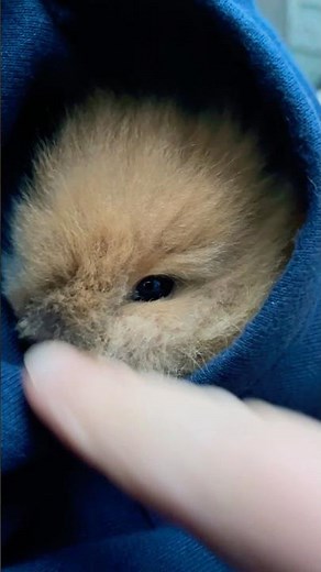 A super cute baby bunny who loves to hide! #short