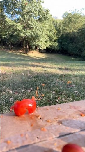 Another exploding tomato