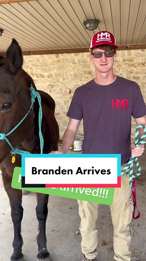 Sadie the Horse's Vet Visit for Breeding Cycle Check