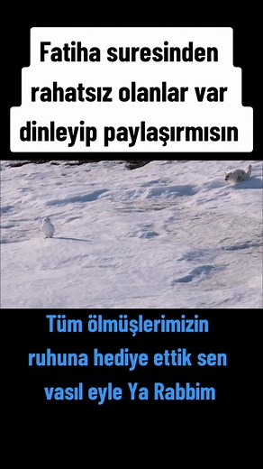 Stunning Arctic Fox in Snowy Landscape