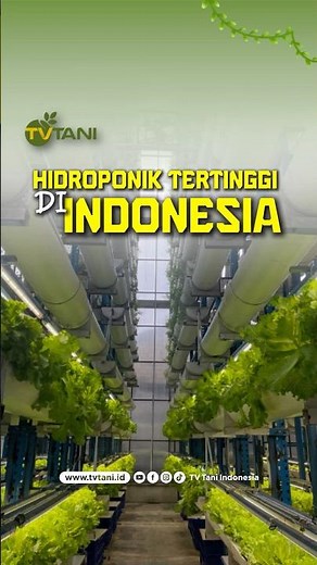 Hidroponik Tertinggi di Indonesia, Emang Ada?