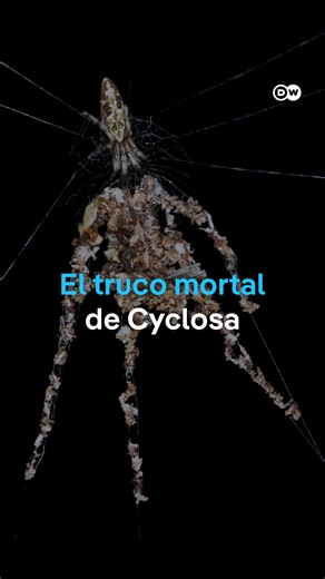 DW Español on Instagram: "La araña que construye un doble gigante como señuelo En la Amazonía peruana se ha descubierto a Cyclosa, una pequeña araña tropical que ha desarrollado una estrategia tan ingeniosa como sorprendente: construye señuelos gigantes con forma de araña, usando seda y restos del entorno para confundir a sus depredadores. Cuando algo la ataca, el golpe lo recibe la copia… y la araña real aprovecha para escapar ilesa. 🕷️🕸️ #cyclosa, #arañas, #ciencia, #amazoniaperuana, #peru,