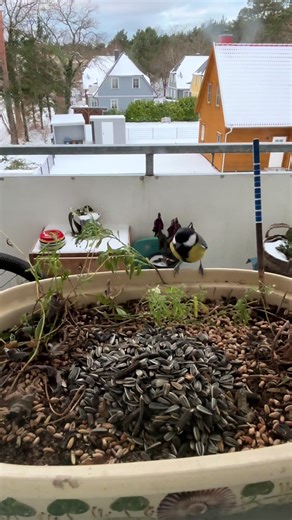 Caring for Pet Birds: Tips for Bird Owners