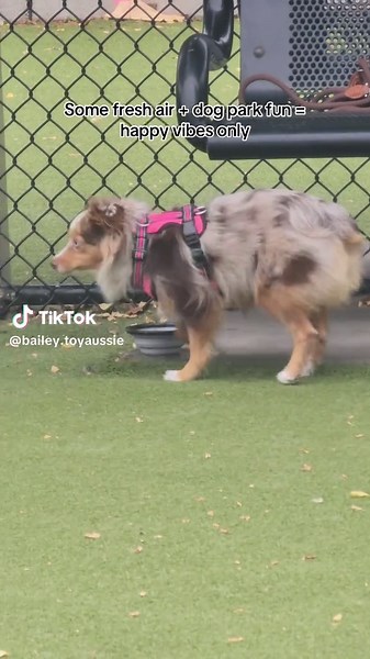 bailey.toyaussie on TikTok