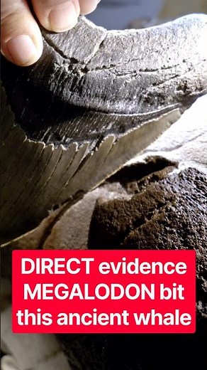 Direct evidence MEGALODON BIT this ancient whale!