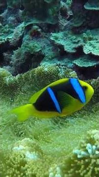 Un monde magique sous l’océan 🐠 Faune marine fascinante ! #ocean #faunemarine #vieaquatique #sealife