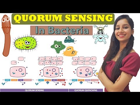Quorum Sensing in Bacteria| Cell Communication| Gram positive & Gram Negative| AHL |Oligopeptide