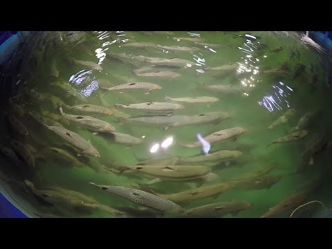 Parasitic Sea Lice Disrupting Salmon Farms