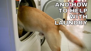 Today we are highlighting our ICAN dogs at Indiana Women's Prison and IDOC Correctional Industrial Facility. #TuesdayTails #NationalDogMonth | Indiana Department of Correction