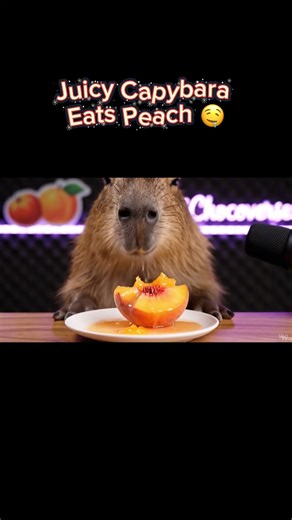 Juicy Capybara Eats Peach 🤤✨ | Best Tingles #shorts #Mochichocoverse #asmr