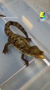 Voilà à quoi ressemble le cri d'un bébé crocodile