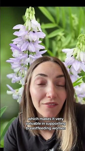 What's Goat's Rue and how can it boost milk supply? 🌿💕 It's a traditional herb that's been used to s