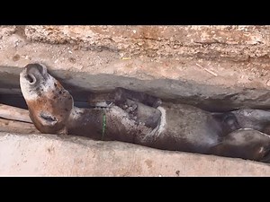 Setting them free! 6 heart-thumping animal rescues.