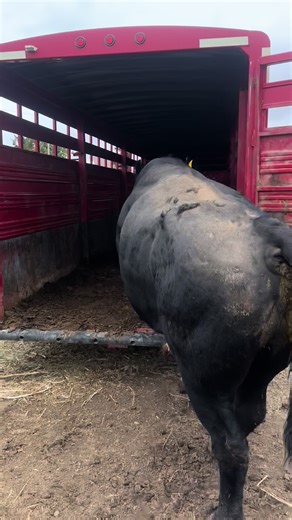 Farm Life: A Day in the Ranch with Angus Cattle
