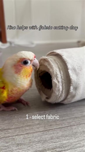 We got a lot of work done on this rainy day ✂️🦜☔️ #cuttingfabric #sewing #sewingproject #greencheekconure #cutebird