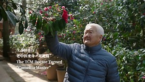 212K views · 276 reactions | After retiring from a career in Traditional Chinese Medicine, Huang Wenzhong leased over 13 hectares of forestland in Yunnan Province to cultivate camellias. Over 27 years, he has introduced and propagated more than 200 domestic and international varieties of the flowering plant. His garden today is a key site for the collection and breeding of its germplasm. | CGTN | Facebook