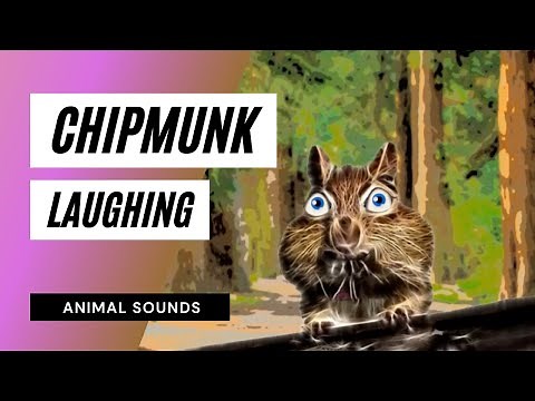 Chipmunk Laughing / Sound Effect / Animation
