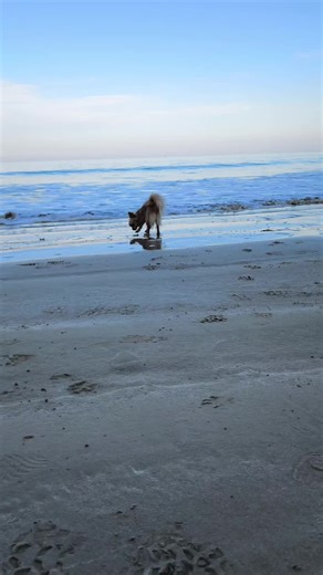 #mar #mer #travel #dog