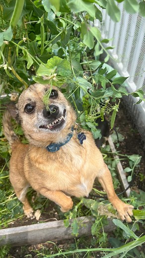 187K views · 10K reactions | Behold the characteristically fierce nature of the female garden gremlin  #apexvegetablepredator #canisgremlinis | Lu-Seal Manor | Facebook