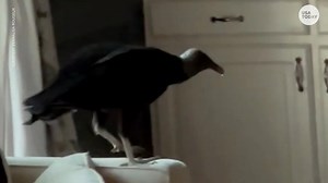 168K views · 11 reactions | That's a huge bird! Luckily, they were able to safely remove the vulture with an umbrella. https://tinyurl.com/2p9cfbxf | USA TODAY Video | Facebook