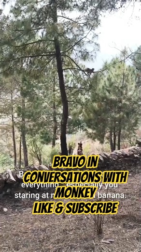 Bravo“Argument level: Monkey has the high ground.”😆#germanshepherd#dog#monkey#funnyshorts#funnydogs