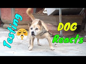 How Dogs React When Seeing Stranger ‪@n39vlog‬ 12 - Running, Barking? | Viral Dog