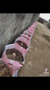 Stages of planting yam in Sacks 2025 #yamFarming #plantingYamInSacks #Yam #farming #backyardfarming