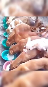 199K views · 8.2K reactions | Funny Dog Reaction  Follow 7rivedi for more  #viralreelschallenge #dog #doglife #doglover #dogs #dogoftheday #puppy #reels #funnyvideos #fyp #cats #catlove #catselife #cat #comedy #funnymoments #humor #memes #trend #viralvideo #trendingreelsvideo | 7rivedi | Facebook