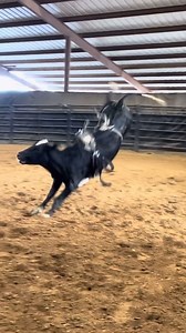 51K views · 5.2K reactions | Future Bucking Bull Champion in Training. #bull #buckingbulls #training #jumper #calf #rodeo #rodeio #rodeioshow #rodeostyle #rodeohouston #bullriding | Skillful Cowboy | Facebook
