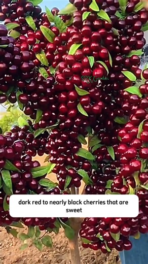 Why is Black Cherry Fruit so popular in the United States | SRK