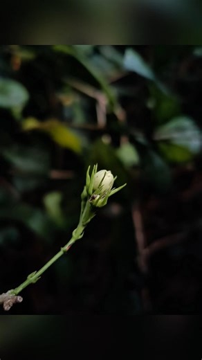 How To Click Flower Photo In Pro Mode 🌸📱 | Flower Photography 🔥