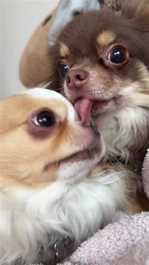 Love each other deeply #dogsoftiktok #cutepet #cuteness #pet #dog | dog cute