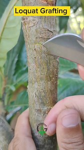 1.9M views · 9.4K reactions | Loquat grafting technique | Easy Grafting Techniques | Facebook