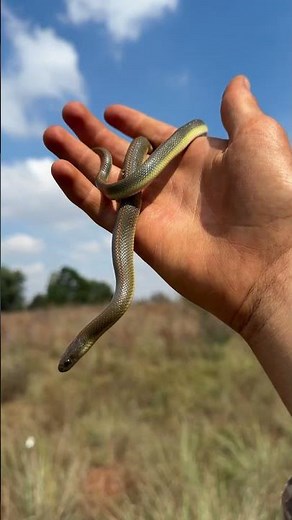 World’s cutest snake! #snake #cutesnake #wildlife
