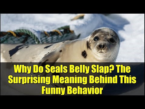 Why Do Seals Belly Slap? The Surprising Meaning Behind This Funny Behavior