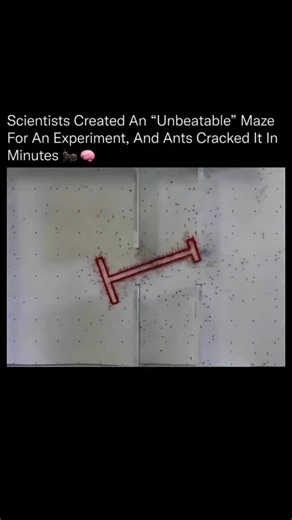 Loop knowledge on Instagram: "Ants are far more intelligent as a group than most people realize. ⚡️ 🐜 Their collective decision-making can outperform early computer algorithms, and this experiment proved it. Researchers at the University of Sheffield released hundreds of ants into a maze filled with barriers, dead ends, and misleading openings. The goal wasn’t to test individual intelligence, but to study how a colony thinks as a single unified system. At first, the ants scattered in every dire