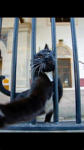 The Adorable Hunting Dance: Why Cats Bounce Before the Pounce!