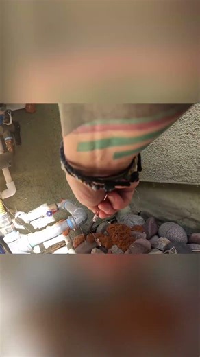 Pregnant Rattlesnake at a Home!