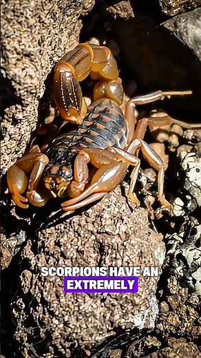This Scorpion’s Survival Ability Will Shock You! 🦂🔥#scorpio #animalsfacts #animalscience