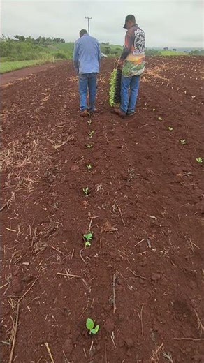 plantio e replantio area 4 #agro #fumicultores #plantio #agricultura #