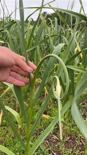 107 reactions · 15 comments | GARLIC SCAPES and PESTO! Way better...