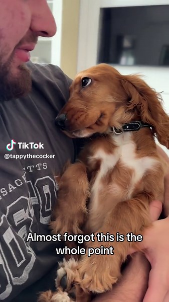 Cockerspaniel: Die süßesten Welpenmomente