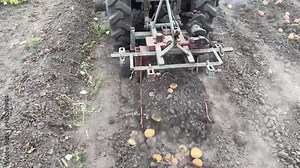 farmer harvesting potatoes, digging up potatoes, mechanized harvesting of potatoes is carried out with the help of tractor with attachment, industry, agriculture