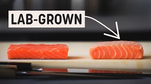 1.1M views · 11K reactions | Salmon is one of the most popular fish in the US, but farming it can cause all kinds of environmental problems. One California startup is growing salmon filets from cells. Could this lab-grown salmon be the future of fish? We went to San Francisco to try and find out. | Insider Science | Facebook