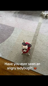 And it was a guinea pig costume too! 😂 #chihuahua #ladybug #halloween | Life is better with dog