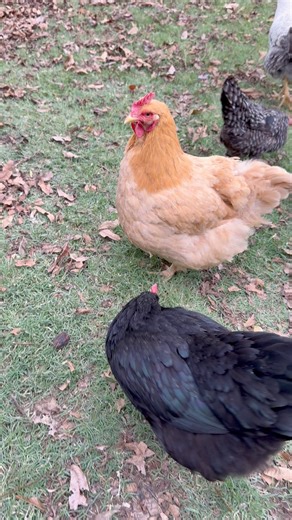 63K views · 2.2K reactions | My pretty chickens always make the day better ️ | My lovely Animals | Facebook