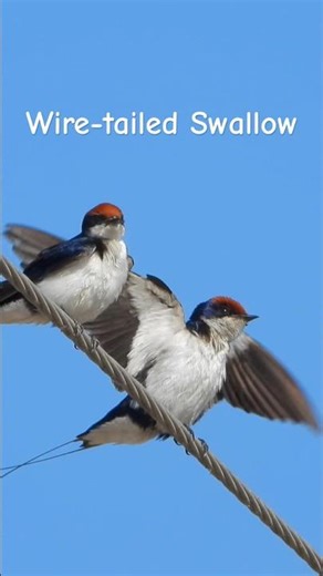 Wire-tailed Swallow #wildlifeshorts